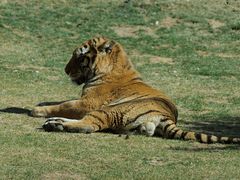 -北京野生动物园