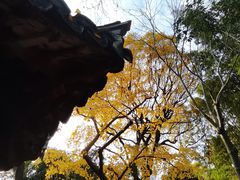 -秋霞圃
