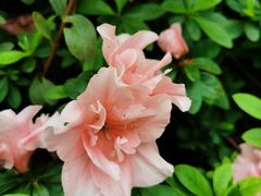 -石家庄市植物园