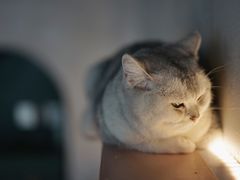 -猫儿山۰猫主题餐厅