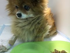 -瑞派·关忠动物医院·异宠专科·犬猫肿瘤·皮肤专科(望京店)