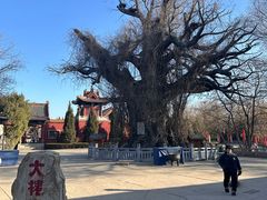-大槐树寻根祭祖园