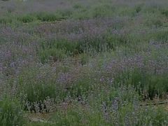 -曲江薰衣草庄园