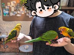 -吉丁鸟咖·异宠·寄养