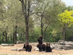 -北京野生动物园