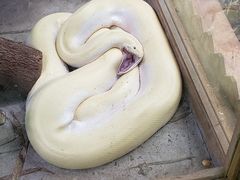 -上海大自然野生昆虫馆(东方明珠·爬宠昆虫探索中心)
