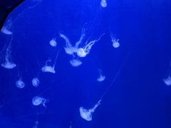 -烟台海昌鲸鲨海洋公园