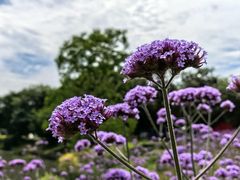 -鹅湖玫瑰文化园