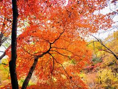 -关门山森林公园
