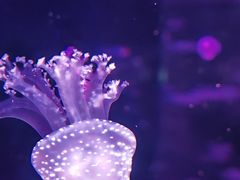 -广州海洋馆