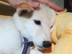 -逗柴咖啡屋·狗咖猫咖宠物桌游