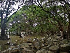 -宝安西湾红树林湿地公园