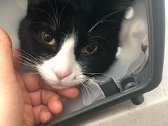-纳吉亚猫专科动物诊疗中心(蒋宅口分院)