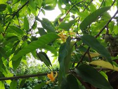 -瑞丽独树成林风景区