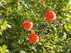 -中央广播电视总台(光华路办公区)