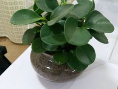 -青春加萌照相馆