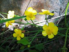 -碓臼峪自然风景区