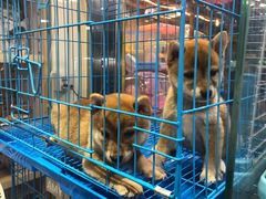 -宠爱我(南山店)