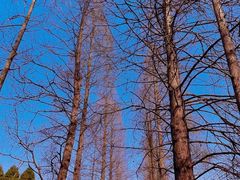 -上海滨江森林公园