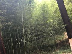 -黄海国家森林公园