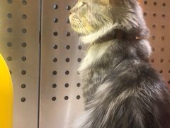 -瞄一喵猫咖(格力海岸店)