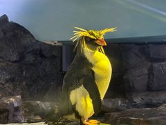 -新加坡飞禽公园