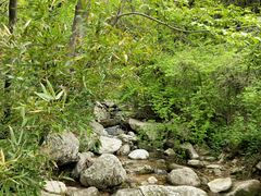 -王顺山国家森林公园