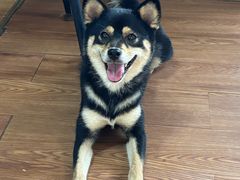 -柴犬高等学院·狗咖·柴犬售卖·宠物训练