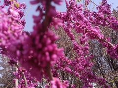 -海棠花溪(元大都城垣遗址公园)