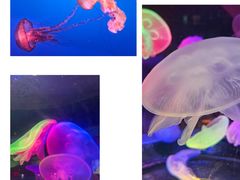 -太平洋海底世界