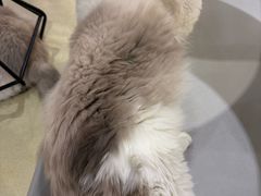 -藏猫猫咖啡主题馆(中央大道店)