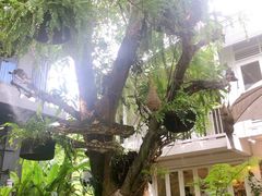 -Fern Forest Cafe