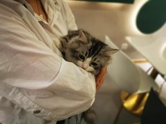 -飞行喵MR PILOT|猫舍·猫咖(静安大融城店)