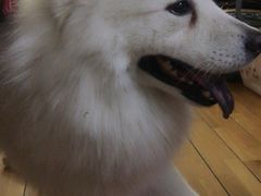 -精灵岛宠物生活馆(洪泽花园店)