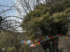 -泸沽湖里格半岛