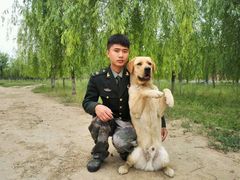 -宠物寄养训练学校