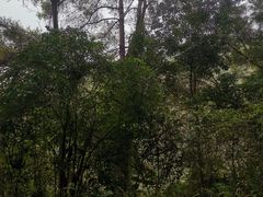 -三门江国家森林公园