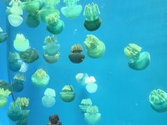 -广州海洋馆