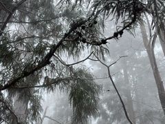 -天目山大树王景区