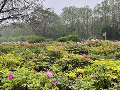 -洛阳市隋唐城遗址植物园