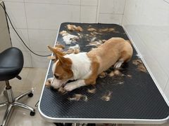 -艾贝尔宠物医院 ·内科全科(梁溪路店)