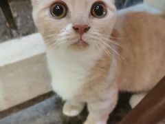 -猫色咖啡·猫咖