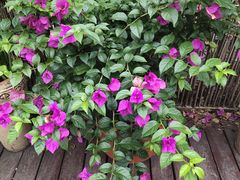 -九鼎轩脆毛肚火锅(商业街店)