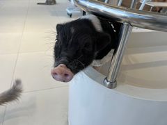 -怪兽屋·羊驼·猫咖·狗咖(俊华广场店)