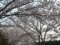 -高东镇樱花园