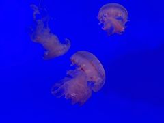 -上海海洋水族馆