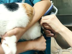 -动物缘宠物医院·骨科·猫科(西二环店)