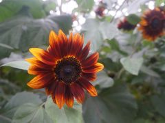 -花开海上生态园