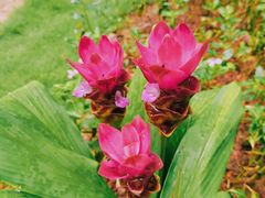 -中国科学院西双版纳热带植物园