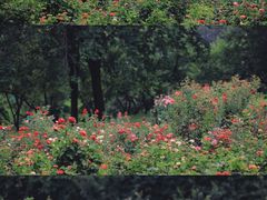 -国家植物园